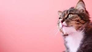 Safe Alternatives Of Raw Chicken For Cats