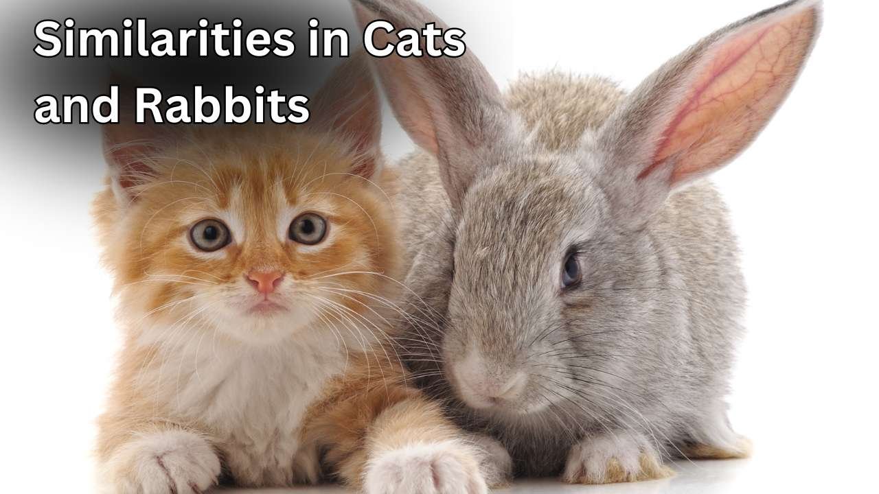 Similarities in Cats and Rabbits