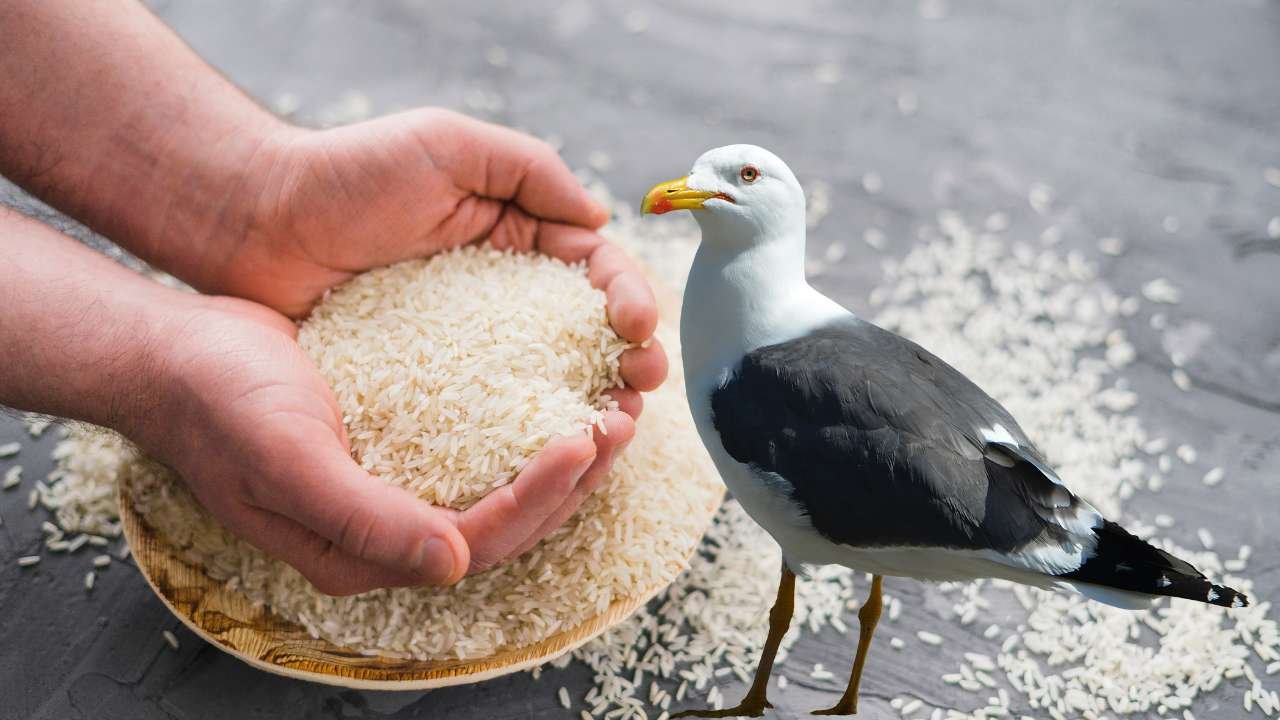 What rice is good for birds
