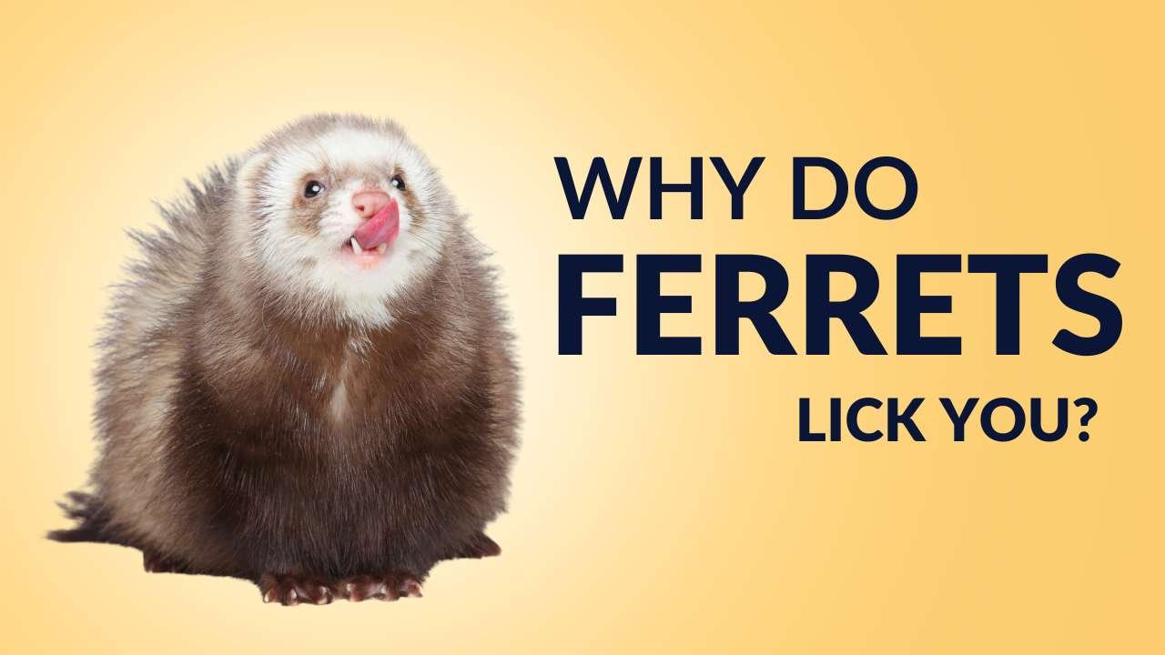 Why Do Ferrets Lick You