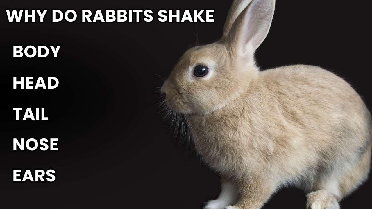 Why Do Rabbits Shake