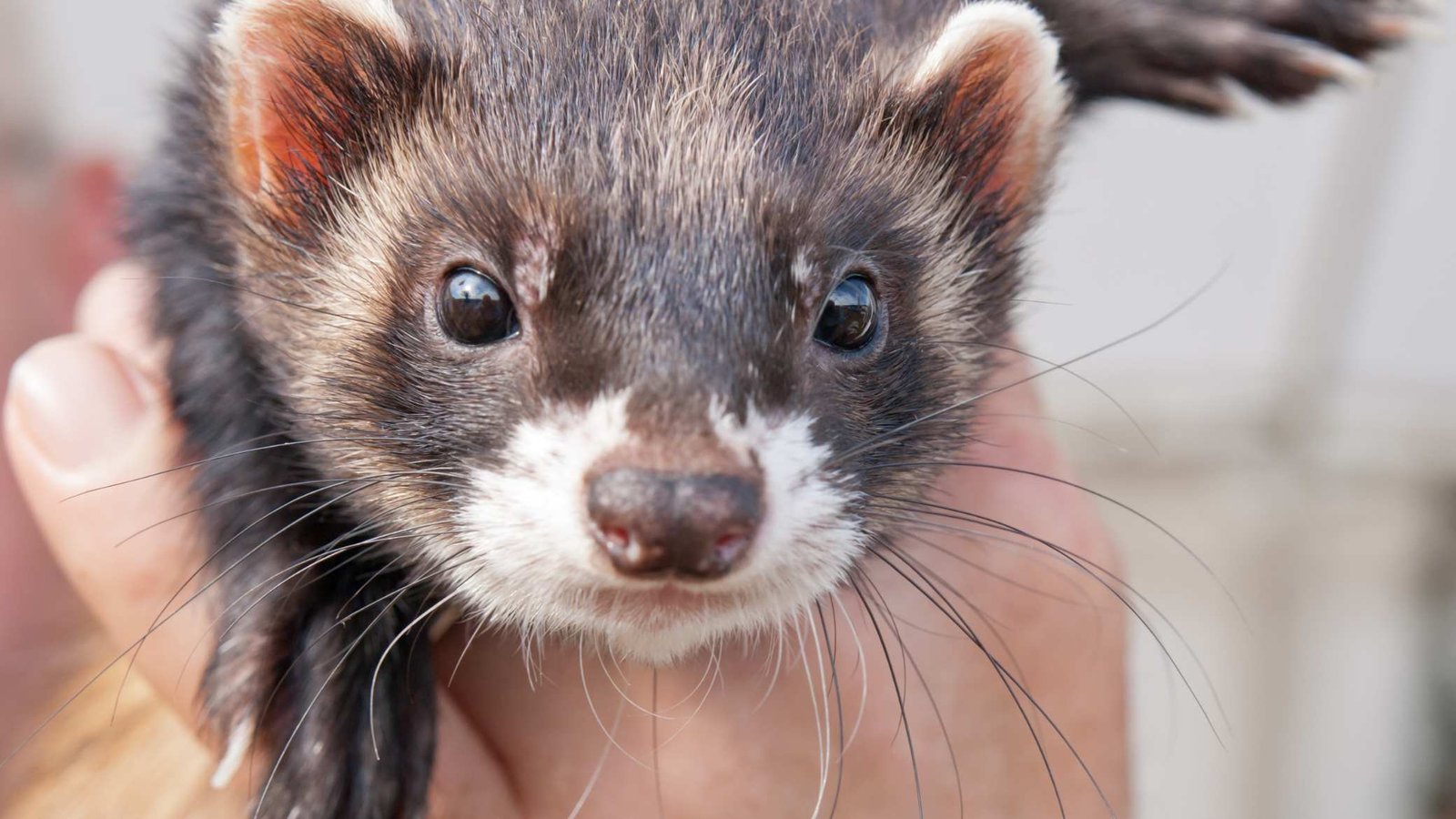 Why do ferrets smell bad