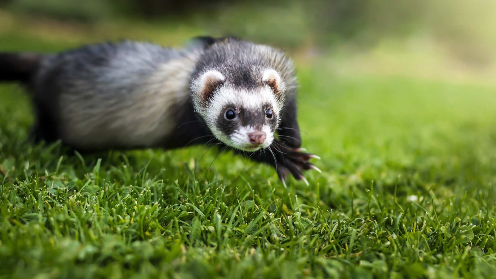 Why do ferrets smell so bad