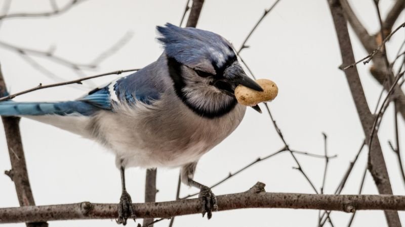 Can Birds Eat Nuts
